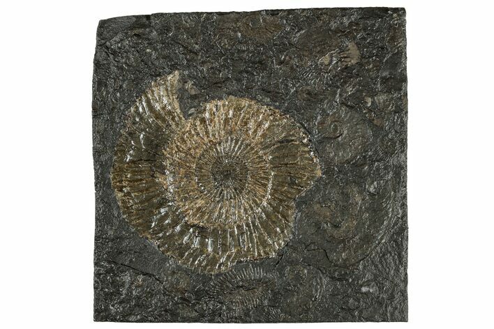 Dactylioceras Ammonite Fossil - Posidonia Shale, Germany #304963